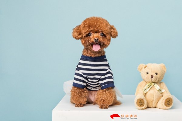 玩具通关攻略-如何从香港进口到内地？